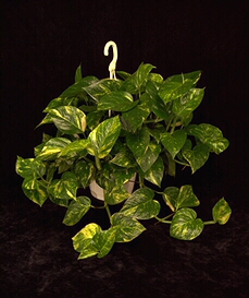 pothos.jpg (73838 bytes)