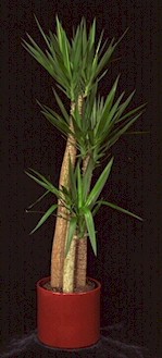 yucca.jpg (71408 bytes)